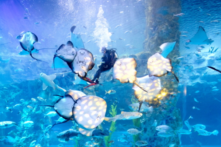 乐天世界水族馆+乐天世界门票