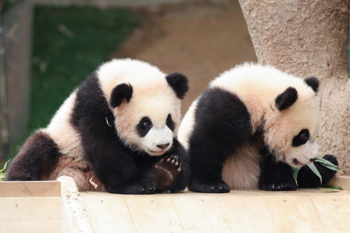 EVERLAND 爱宝乐园 Dream Tour