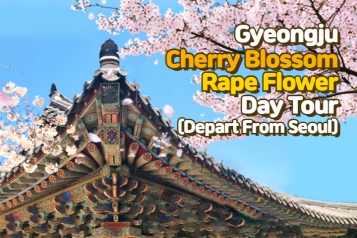 [Depart From Seoul] Gyeongju Bulguksa Temple Cherry Blossom Rape Flower Day Tour